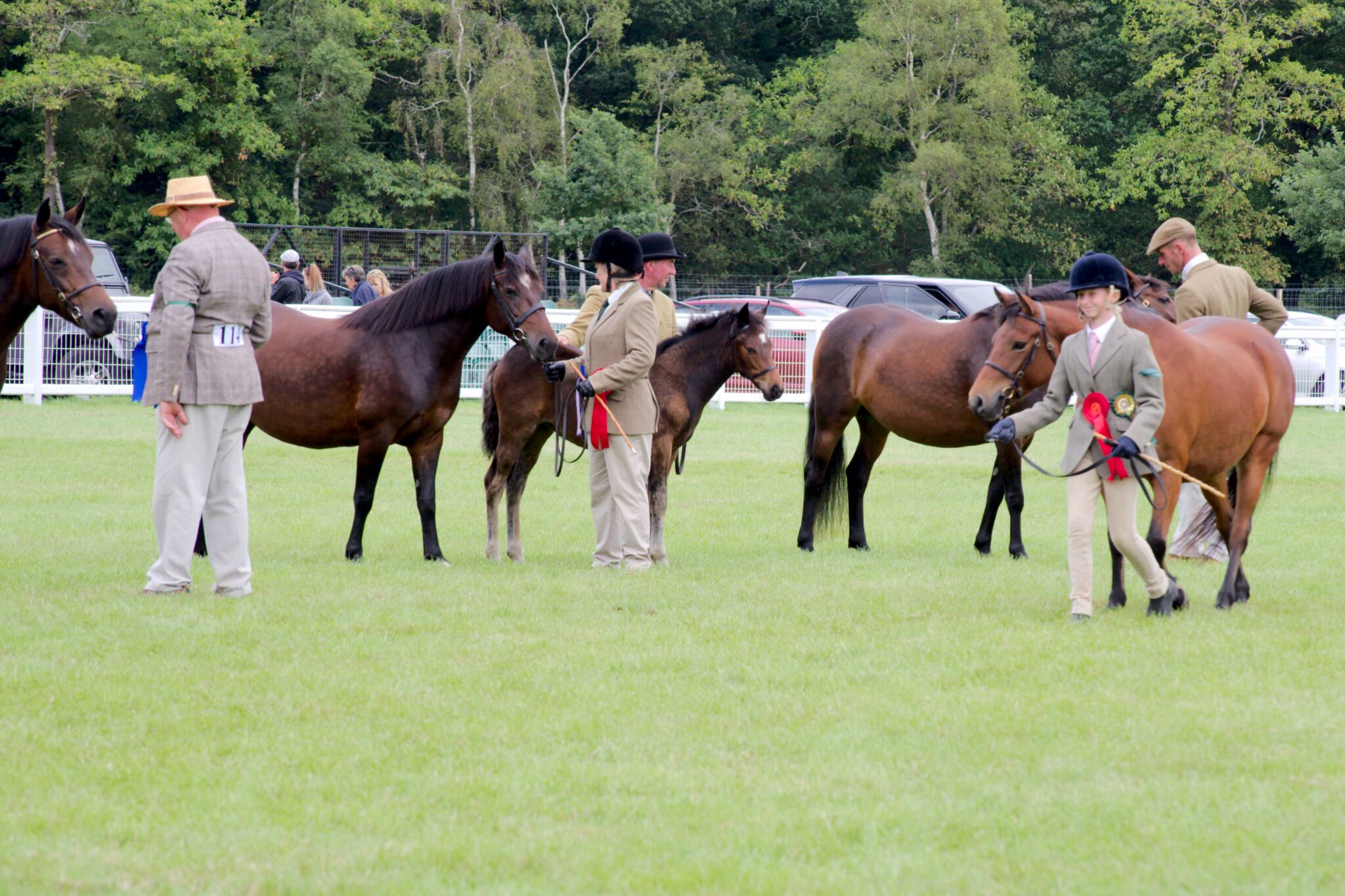 Home Page New Forest Pony Cattle Breeding