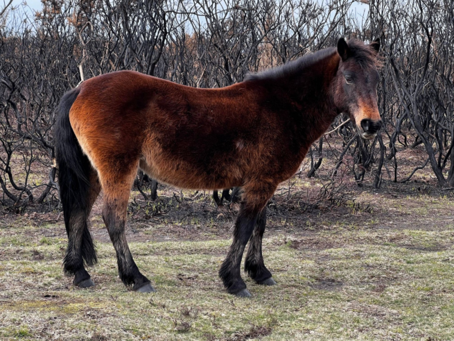 Forestfed Champion New Forest Pony Cattle Breeding